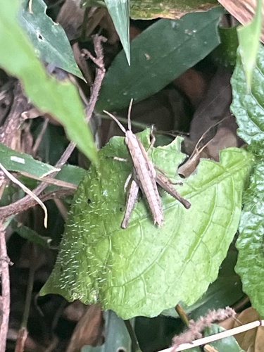 Brachyphlaeobella achilles