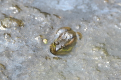 Pelophylax chosenicus