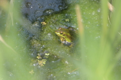 Pelophylax chosenicus
