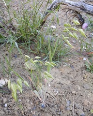 Bromus briziformis