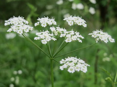 Chaerophyllum temulum