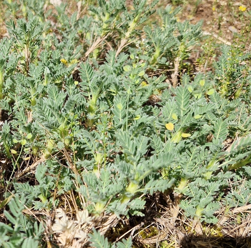 Astragalus nevadensis, photograph 1