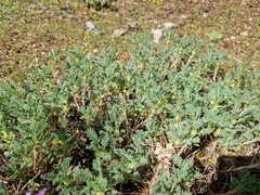 Astragalus nevadensis, photograph Jens-Christian Svenning, CC BY, iNaturalist via GBIF