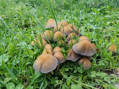 Coprinellus