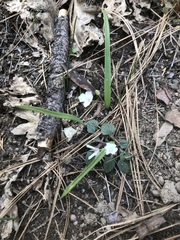 Calochortus minimus