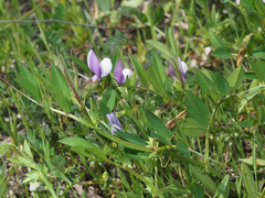 Vicia bithynica