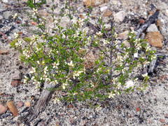 Cryptandra hispidula