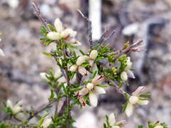 Cryptandra hispidula