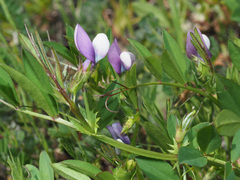 Vicia bithynica
