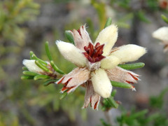 Cryptandra hispidula