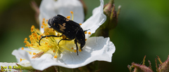 Glycyphana fulvistemma