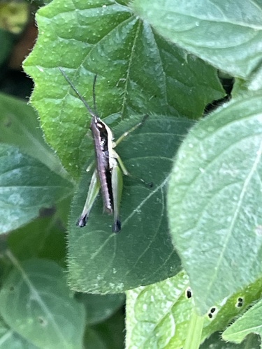 Paralobopoma viridifrons