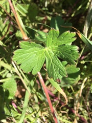 Geranium pyrenaicum