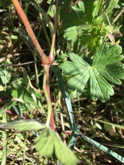 Geranium pyrenaicum