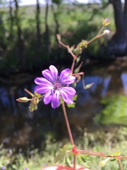 Geranium pyrenaicum