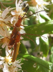 Stenoderus concolor