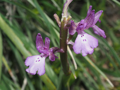 Anacamptis boryi