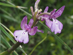 Anacamptis boryi