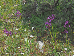 Anacamptis boryi