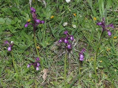 Anacamptis boryi