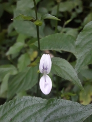 Hypoestes triflora