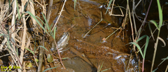 Lithobates catesbeianus
