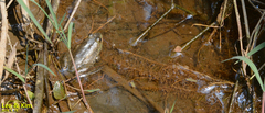 Lithobates catesbeianus