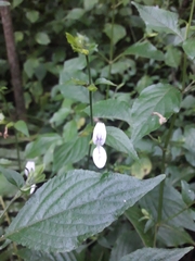 Hypoestes triflora