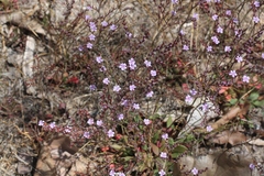 Limonium duriusculum