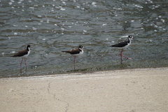 Himantopus mexicanus