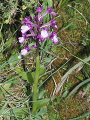 Anacamptis boryi