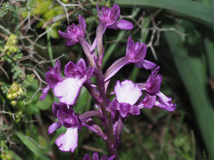 Anacamptis boryi