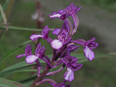 Anacamptis boryi