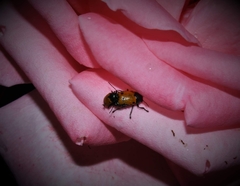 Cryptocephalus ilicis