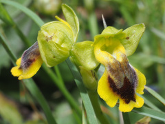 Ophrys lutea phryganae