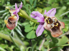 Ophrys fuciflora maxima