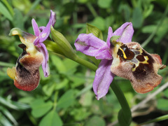 Ophrys fuciflora maxima