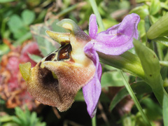 Ophrys fuciflora maxima