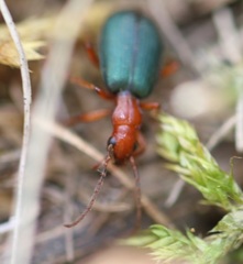 Brachinus crepitans