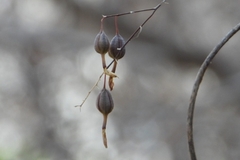 Barkeria uniflora