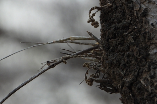 Barkeria uniflora, photograph 1