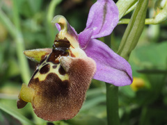 Ophrys fuciflora maxima