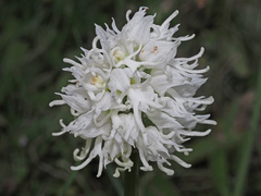 Orchis simia simia