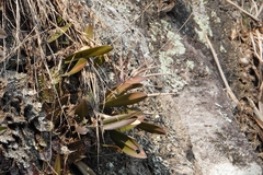 Rosy Laelia (Laelia rubescens)