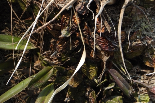 Laelia rubescens, photograph 4