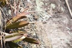 Laelia rubescens, photograph (c) Ricardo Betancourt Sánchez, some rights reserved (CC BY)