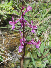 Orchis sitiaca