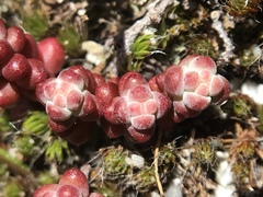 Sedum brevifolium