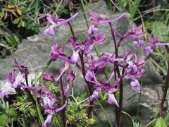 Orchis sitiaca