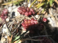 Sedum brevifolium